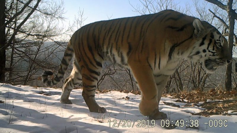 Parque nacional na China tem mais filhotes de tigres e leopardos