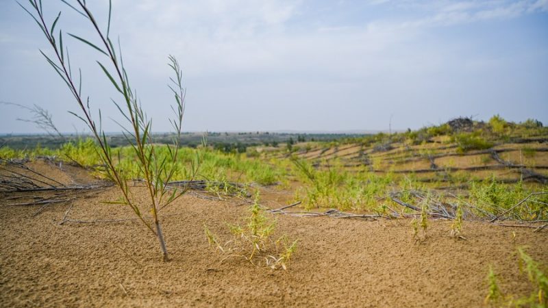 Mongólia Interior da China começa a construir base de energia fotovoltaica de 2 GW