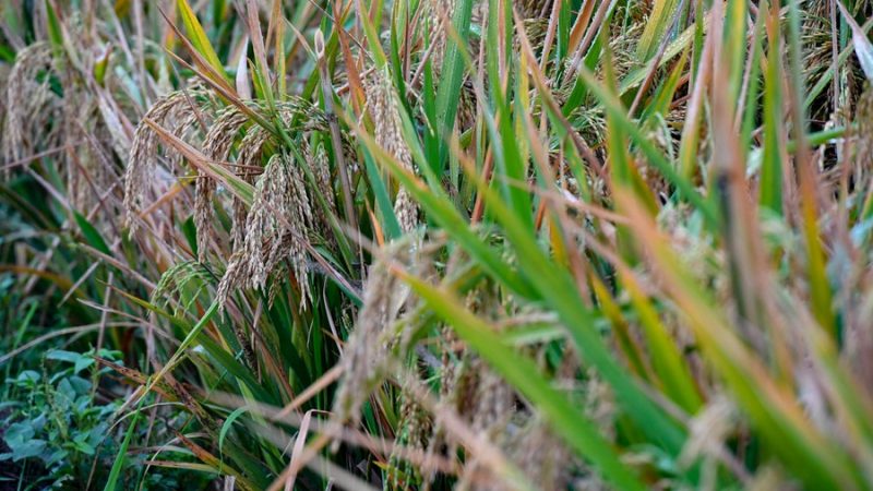 Arroz híbrido de terceira geração da China alcança alto rendimento