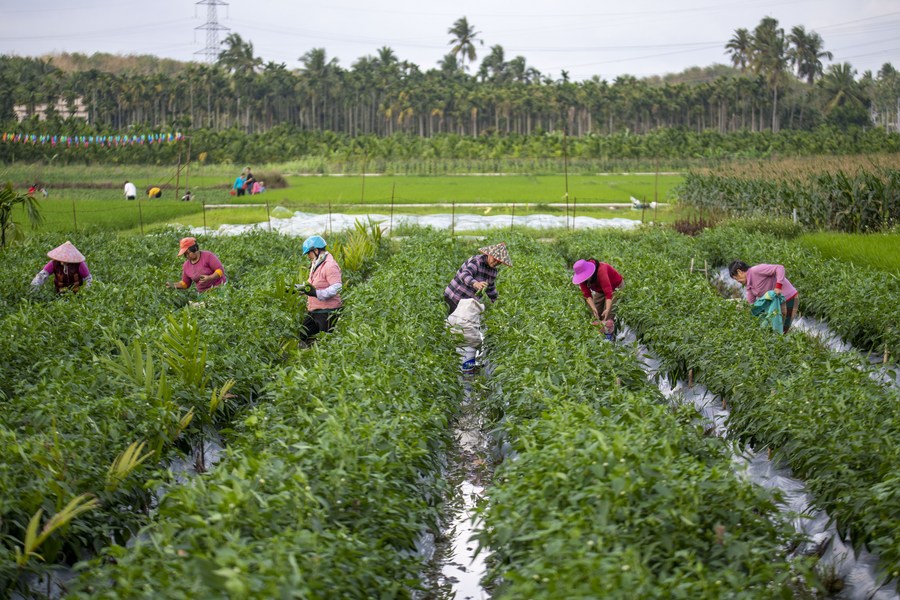 China define tarefas para promover vitalização rural em 2022