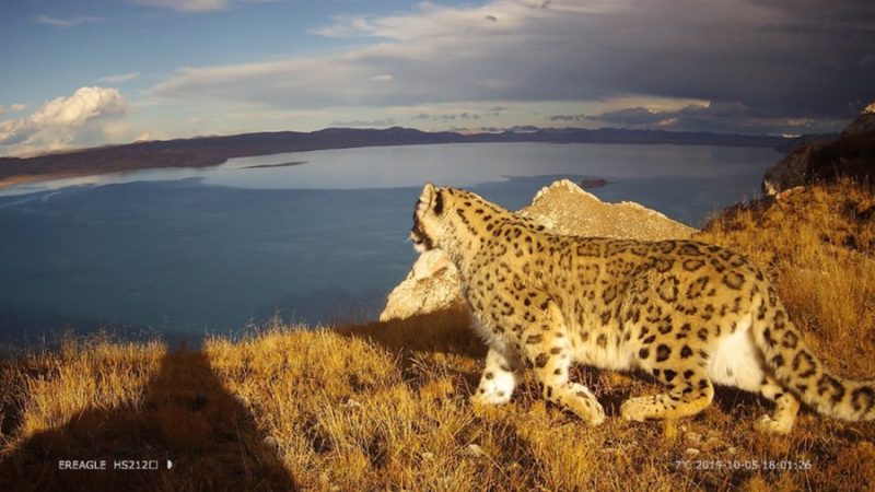 Pesquisa explica coexistência de humanos e leopardos-da-neve no noroeste da China