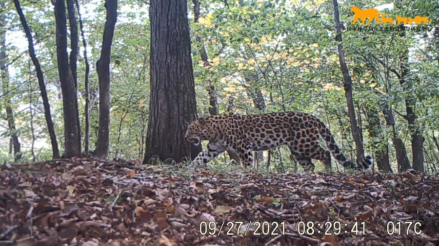 População de leopardos selvagens no norte da China está em expansão, dizem especialistas