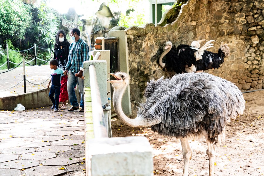 Zoológicos do Sri Lanka ficam sem fundos para alimentar animais em meio à crise econômica