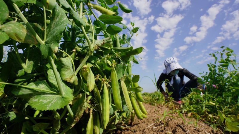 Cientistas chineses mapeiam com precisão genomas de ervilha