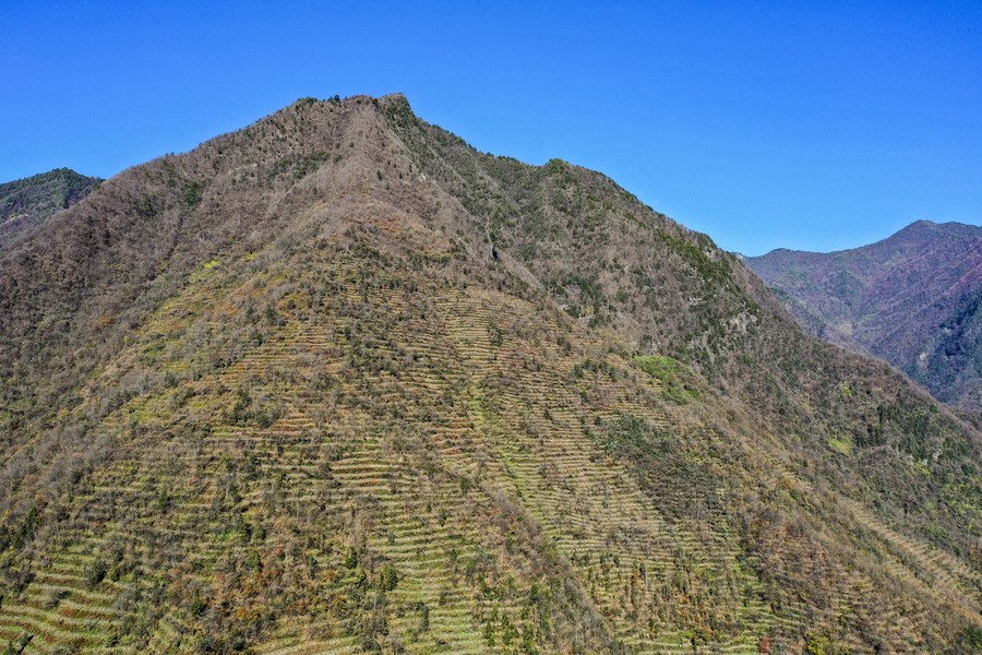 Banco chinês de fomento compromete empréstimos para floresta de reserva nacional