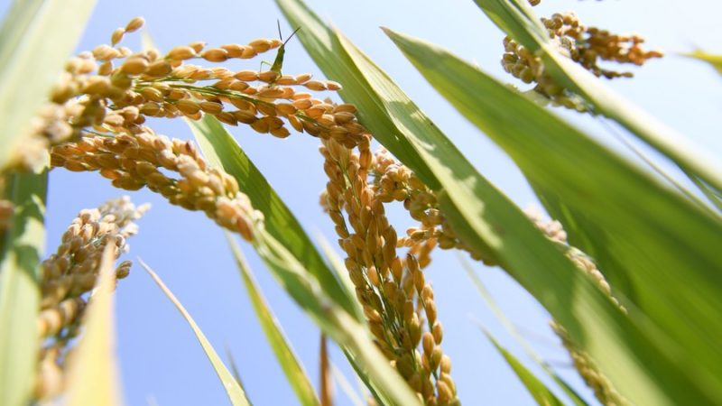 Alta produção de arroz é registrada em terras agrícolas de demonstração do leste da China