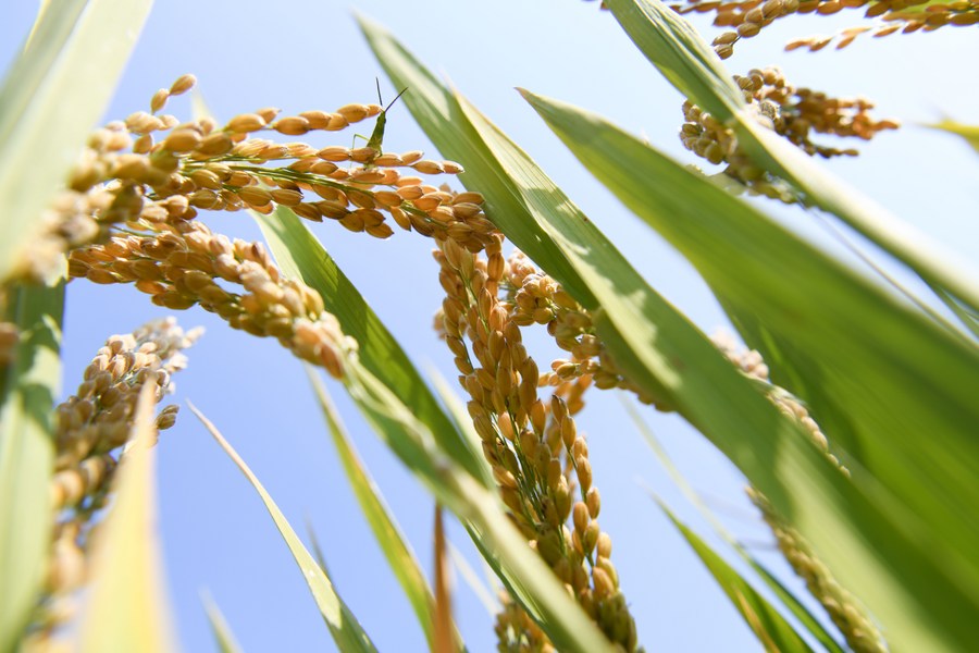 Alta produção de arroz é registrada em terras agrícolas de demonstração do leste da China