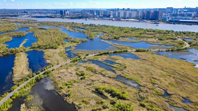 Novas zonas úmidas construídas podem controlar emissões gasosas, diz estudo