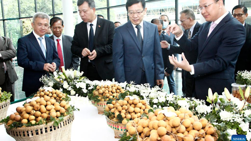 Camboja lança exportações de longan para a China