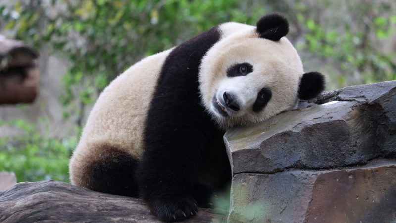 População global de pandas cativos aumenta para 673