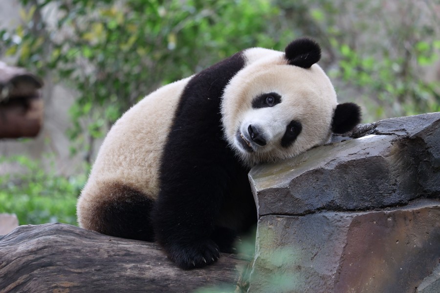 População global de pandas cativos aumenta para 673