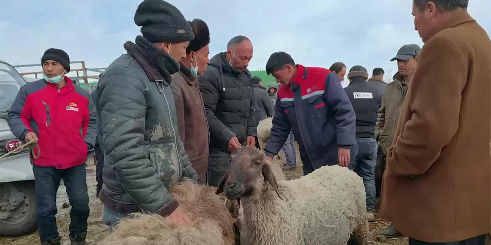 Norte de Xinjiang abre grande mercado pecuário