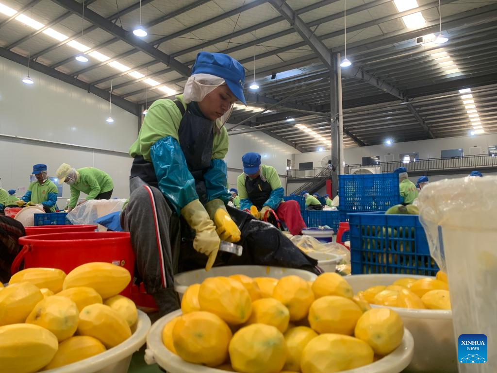 Destaque: Cambojanos obtêm melhor rendimento à medida que mais mangas entram no mercado chinês