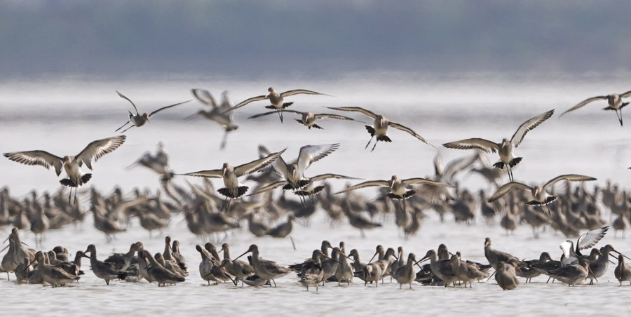 China planta vallisneria natans para alimentar aves invernantes no lago Poyang