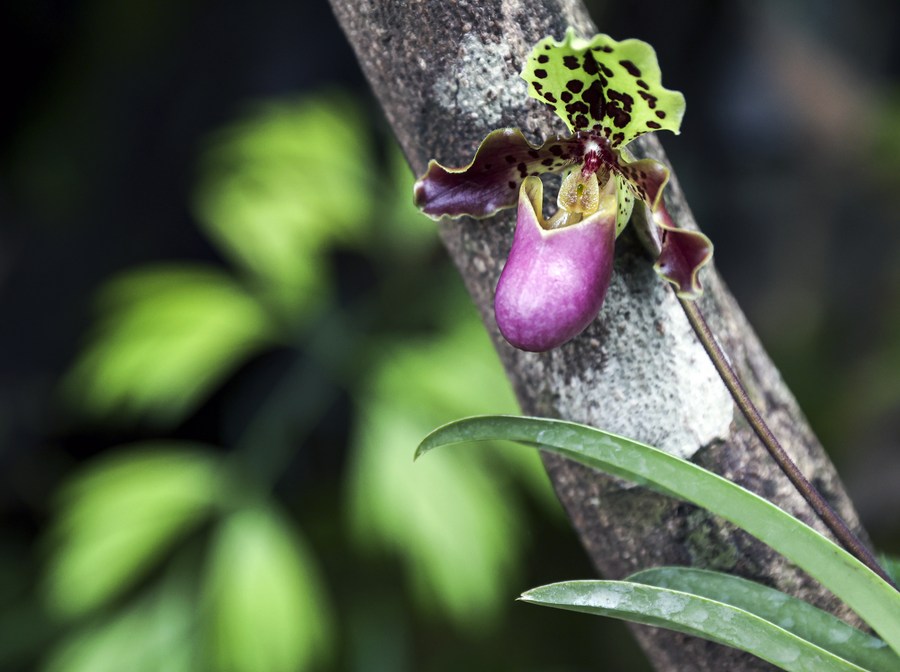 Descobertas duas novas plantas no sudoeste da China