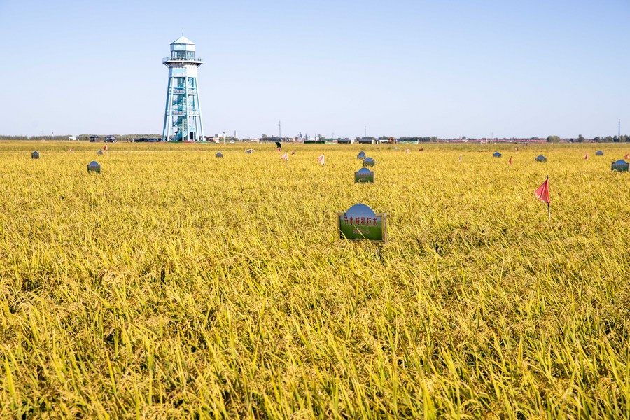 Tecnologia agrícola da China que poupa água beneficia países do Cinturão e Rota