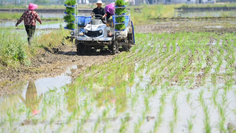 Especialistas chineses compartilham tecnologia de cultivo de arroz com a República Dominicana