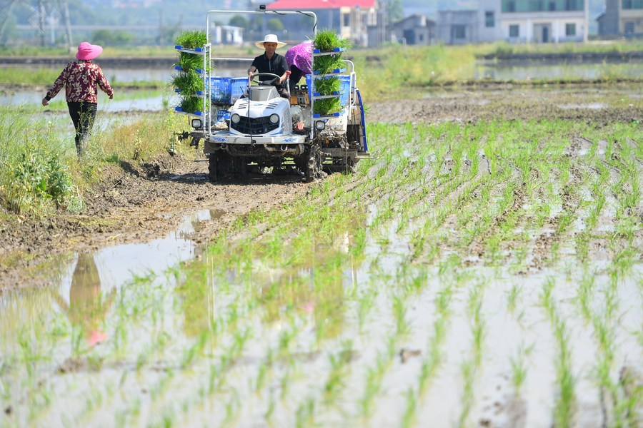 Especialistas chineses compartilham tecnologia de cultivo de arroz com a República Dominicana