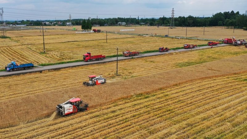 China mantém produção estável de grãos, diz funcionário