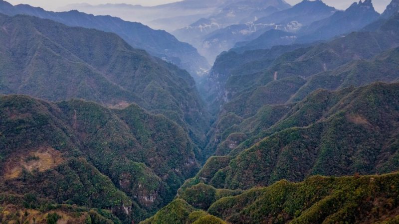 China divulga lista anual de biodiversidade