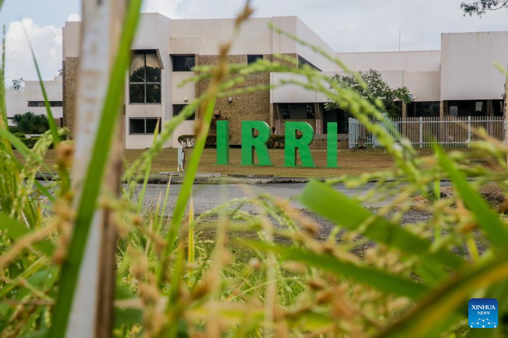 Legado do “Pai do Arroz Híbrido” chinês continua em meio a preocupações com a segurança alimentar