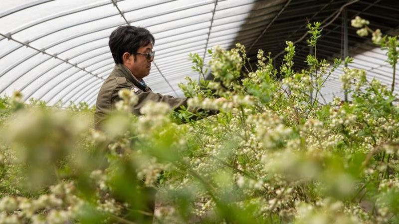 “Capital Florestal” desenvolve indústria ecológica característica no nordeste da China