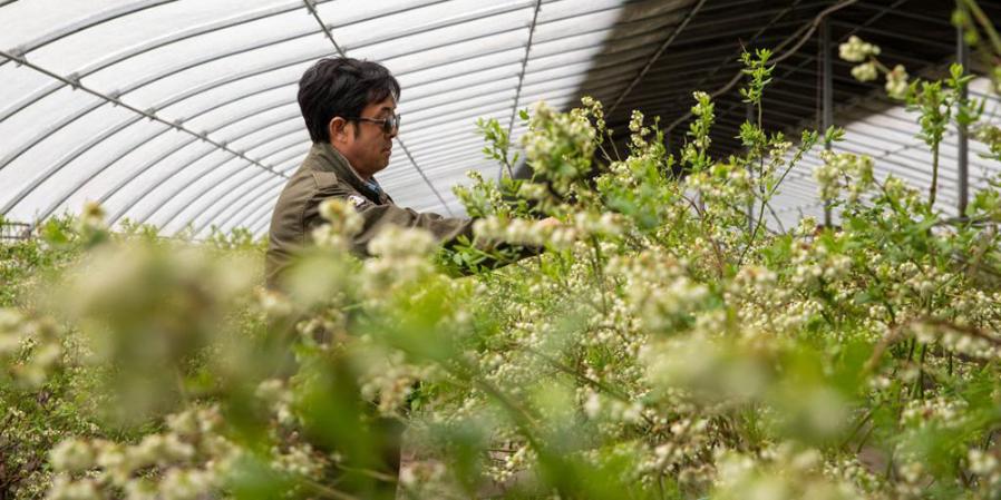 “Capital Florestal” desenvolve indústria ecológica característica no nordeste da China