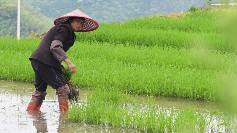 Banco de políticas da China aumenta apoio financeiro ao desenvolvimento rural