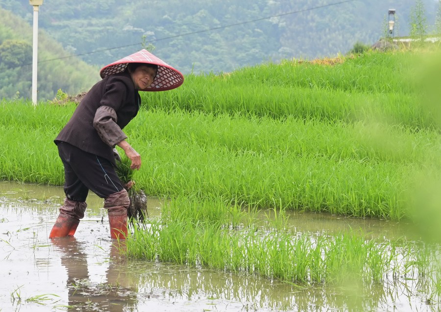 Banco de políticas da China aumenta apoio financeiro ao desenvolvimento rural