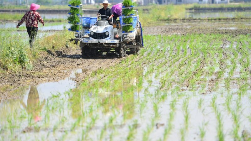 Banco Mundial aprova empréstimo para apoiar produção sustentável de arroz no centro da China