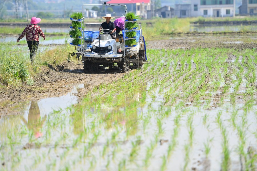 Banco Mundial aprova empréstimo para apoiar produção sustentável de arroz no centro da China