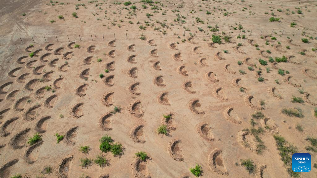 Projeto apoiado pela China ajuda a Nigéria a construir “muro verde” contra a desertificação