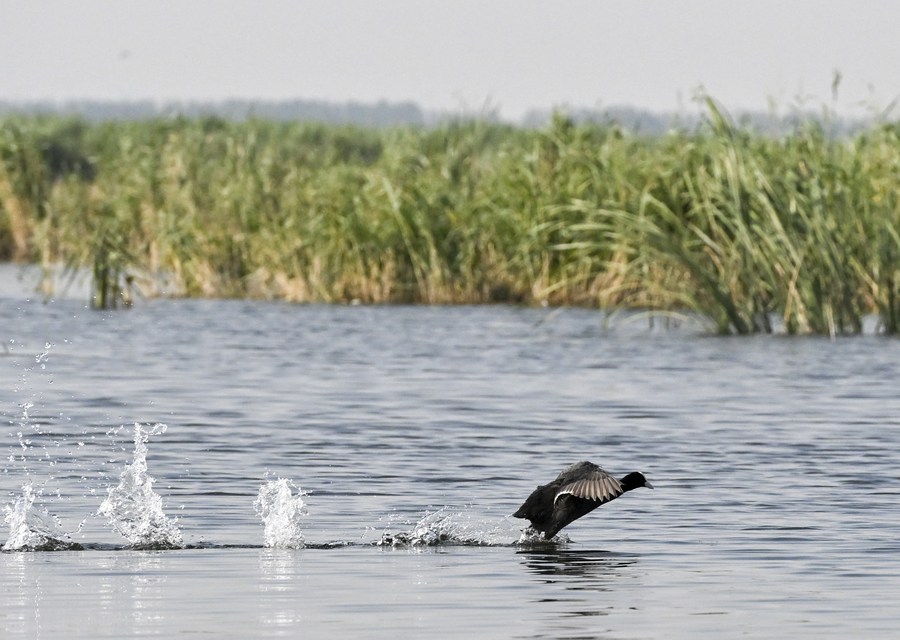 China está em processo de atualização da Estratégia Nacional de Biodiversidade e Plano de Ação