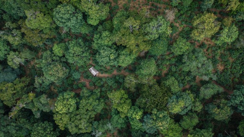 Antigas florestas de chá na cidade chinesa de Pu’er são listadas como patrimônio mundial