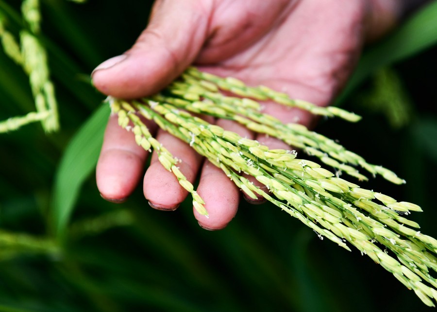 Área cultivada de arroz híbrido da China acumula 600 milhões de hectares