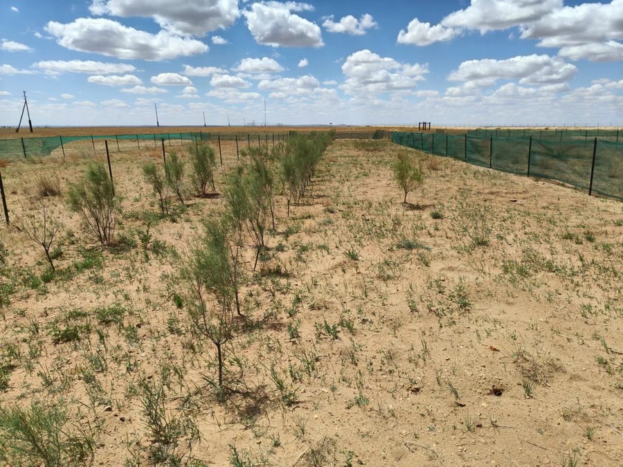 Experiência chinesa ajuda os esforços de restauração ecológica na Mongólia