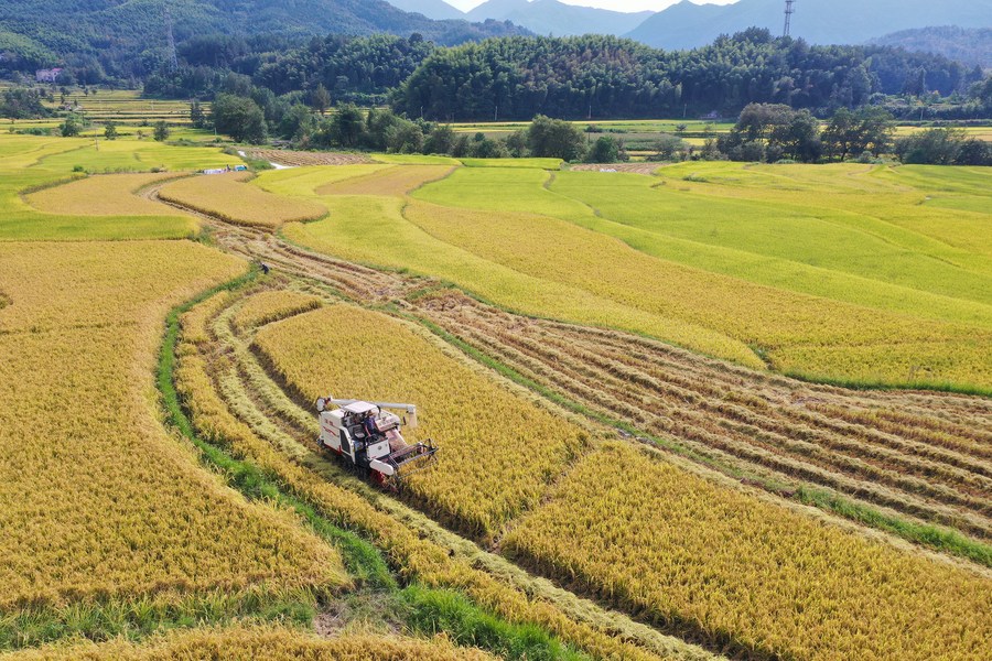 Pesquisadores chineses completam mapa de variação genética do arroz