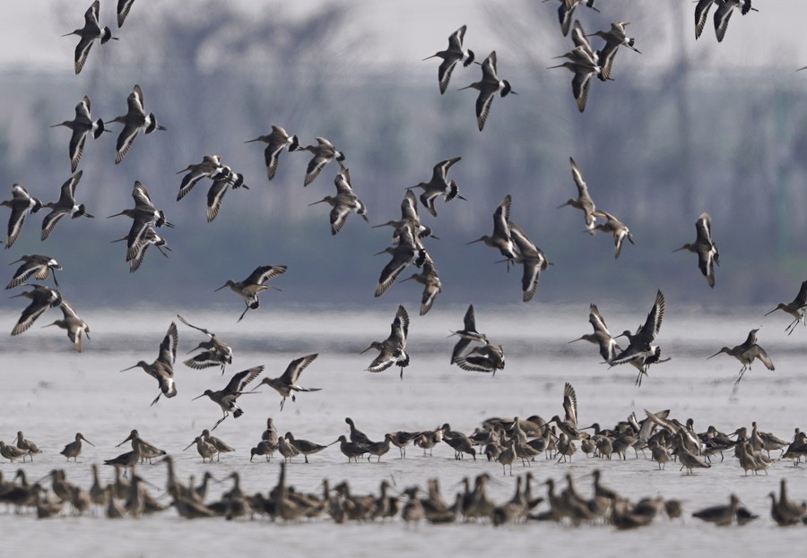 Lançada regulamentação sobre poluição por fósforo no maior lago de água doce da China