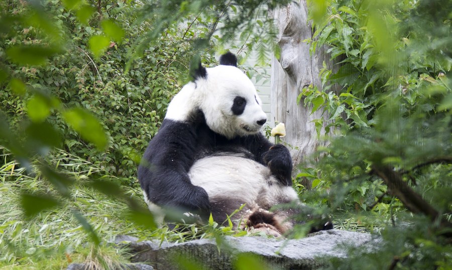 Pandas gigantes voltam do Reino Unido