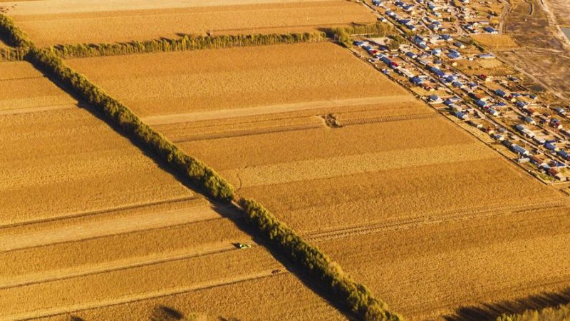 Principal província produtora agrícola da China bate recorde em produção