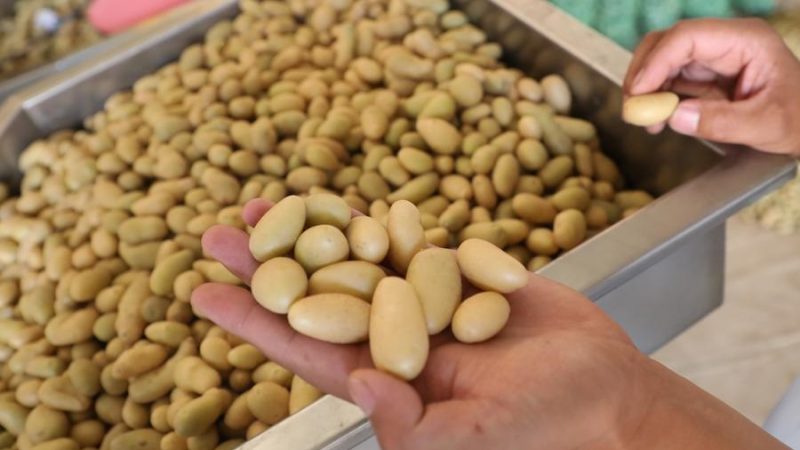 Exportações de produtos agrícolas pela província chinesa de Gansu aumentam 18,9% em 2023