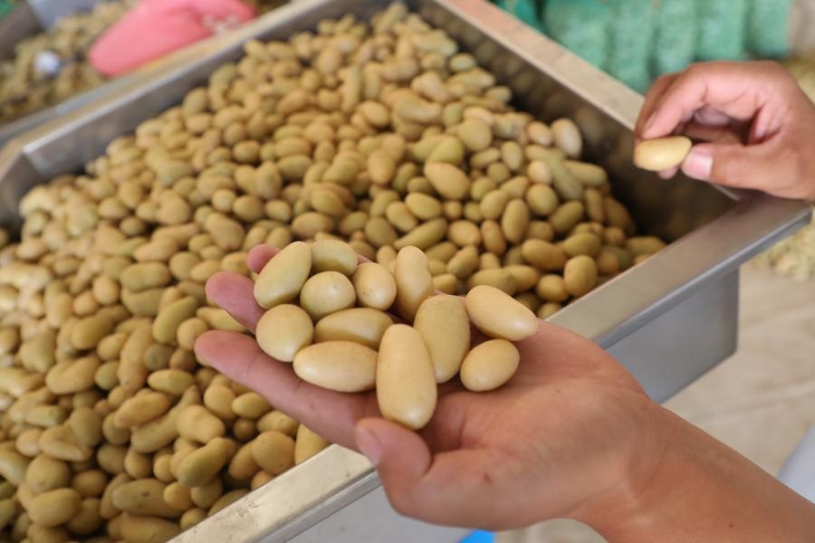 Exportações de produtos agrícolas pela província chinesa de Gansu aumentam 18,9% em 2023