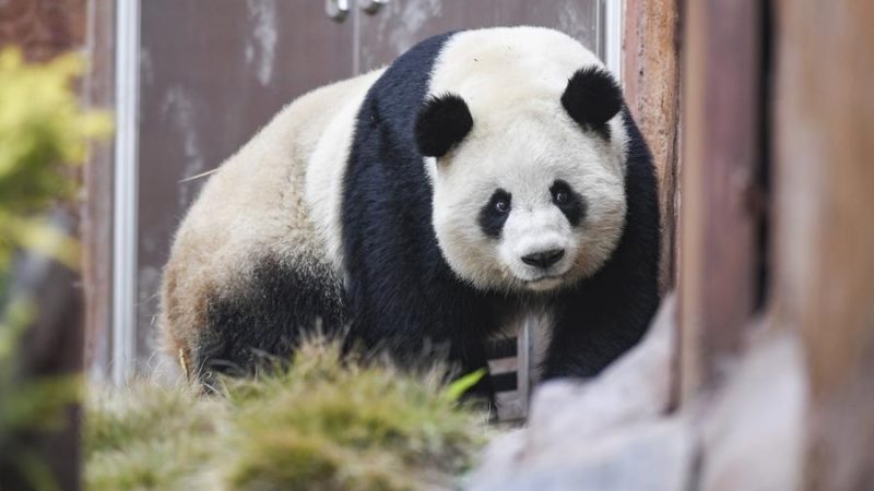 População de pandas selvagens da China se aproxima de 1.900