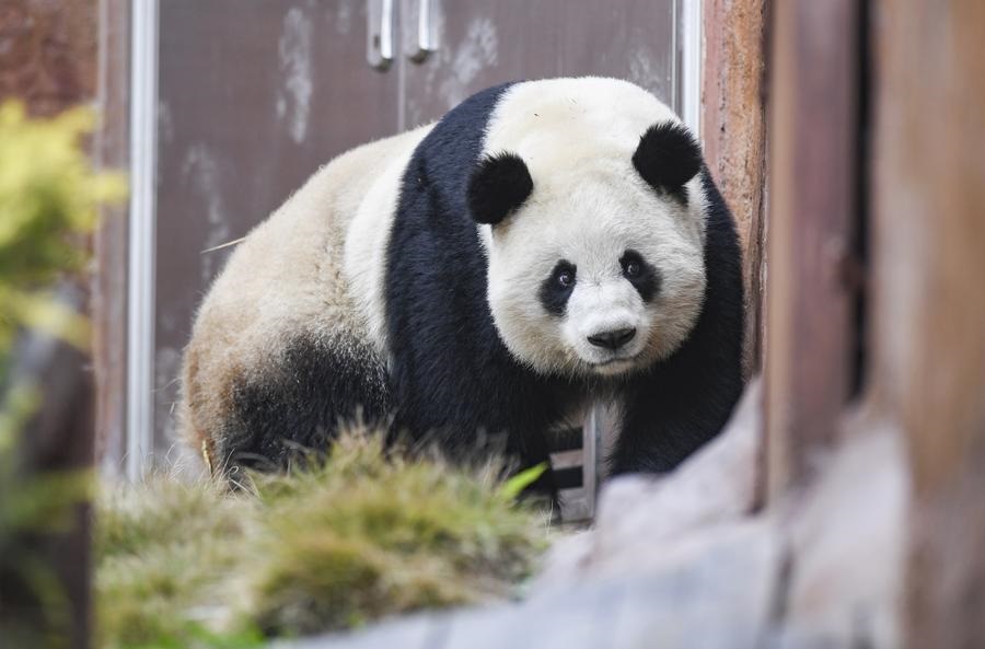 População de pandas selvagens da China se aproxima de 1.900