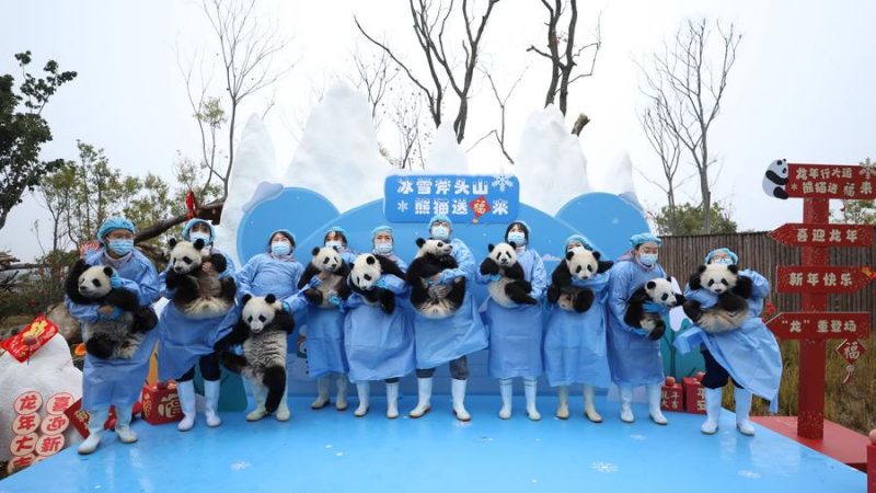 Filhotes de panda no sudoeste da China enviam saudações de Ano Novo Lunar