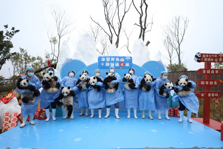 Filhotes de panda no sudoeste da China enviam saudações de Ano Novo Lunar