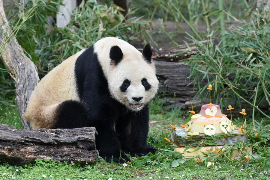 Pais pandas gigantes e seus filhotes retornam à China da Espanha