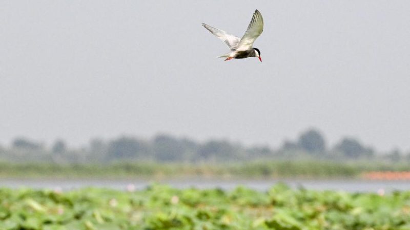 Grande zona úmida no norte da China vê mais espécies de aves selvagens