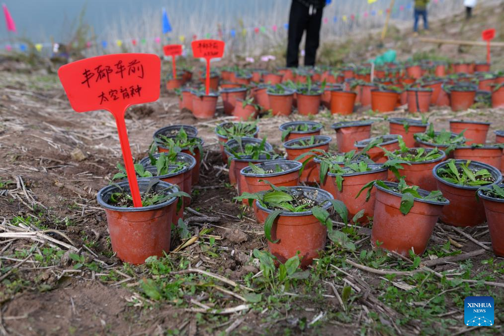 Plantas raras e ameaçadas de extinção são reintroduzidas na área do Reservatório das Três Gargantas, na China