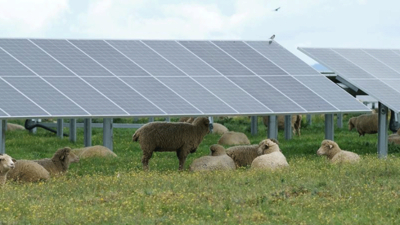 Parceria de energia verde entre China e UE impulsiona desenvolvimento sustentável além das fronteiras